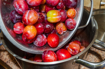 Freshly washed plums being put into a preserving pan