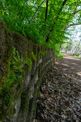 A walking path to the horizon in a local state park surrounded by lush greenery.