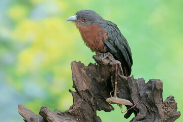 A young chestnut-breasted malkoha hunts for small insects on a rotting tree trunk. This beautifully colored bird has the scientific name Phaenicophaeus curvirostris.