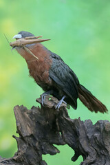 A young chestnut-breasted malkoha is preying on a grasshopper. This beautifully colored bird has the scientific name Phaenicophaeus curvirostris.