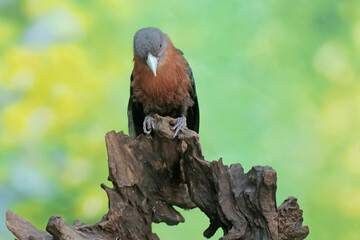 A young chestnut-breasted malkoha hunts for small insects on a rotting tree trunk. This beautifully colored bird has the scientific name Phaenicophaeus curvirostris.