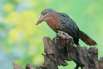 A young chestnut-breasted malkoha is preying on a grasshopper. This beautifully colored bird has the scientific name Phaenicophaeus curvirostris.