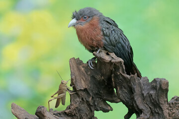 A young chestnut-breasted malkoha is preying on a grasshopper. This beautifully colored bird has the scientific name Phaenicophaeus curvirostris.