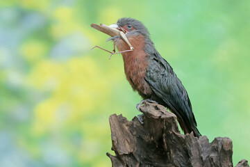 A young chestnut-breasted malkoha is preying on a grasshopper. This beautifully colored bird has the scientific name Phaenicophaeus curvirostris.