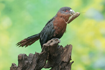 A young chestnut-breasted malkoha is preying on a grasshopper. This beautifully colored bird has the scientific name Phaenicophaeus curvirostris.