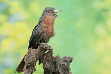 A young chestnut-breasted malkoha is preying on a grasshopper. This beautifully colored bird has the scientific name Phaenicophaeus curvirostris.