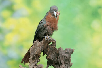 A young chestnut-breasted malkoha is preying on a grasshopper. This beautifully colored bird has the scientific name Phaenicophaeus curvirostris.