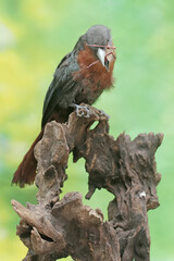 A young chestnut-breasted malkoha is preying on a grasshopper. This beautifully colored bird has the scientific name Phaenicophaeus curvirostris.