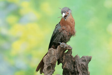 A young chestnut-breasted malkoha is preying on a grasshopper. This beautifully colored bird has the scientific name Phaenicophaeus curvirostris.
