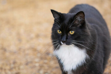 Beautiful Black and White fluffy cat with white chest and big white whiskers and big green eyes