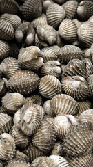 Fresh cockles ready to cook. Seafood. For background.