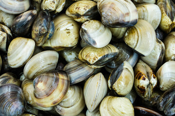 Fresh clams for seafood background