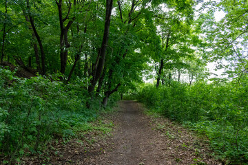 A walking path to the horizon in a local state park surrounded by lush greenery.