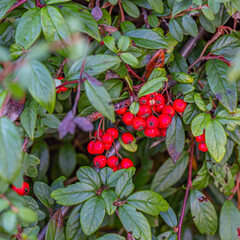 Im Garten und der Natur: Fotospaziergang im Dezember 2023