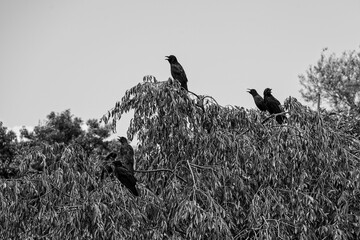 暑い夏の木々の上で羽を休めるカラスの群れ