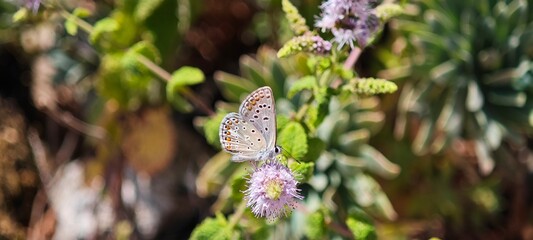 Schöner Schmetterling auf Sardinien