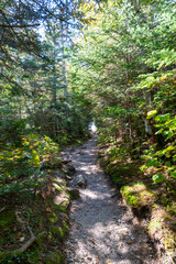 A walking path to the horizon on a White Mountain National Forest hiking trail.