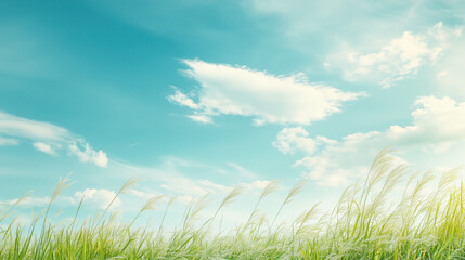 Fototapeta premium Pennisetum pedicellatum grass community with blue sky. Desho grass Pennisetum pedicellatum at golden hour. Fontain grass with blue sky background for copy space and website design template banner