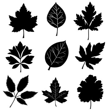 Bl&auml;tter Silhouette