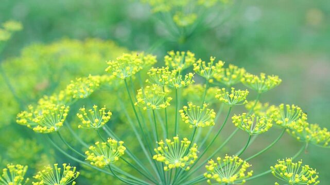 Fennel Flower	
