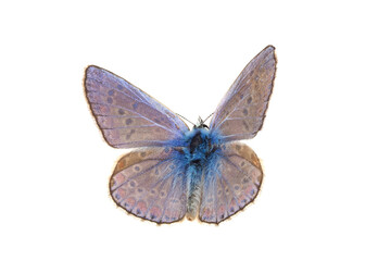Common blue butterfly isolated on white background, Polyommatus icarus