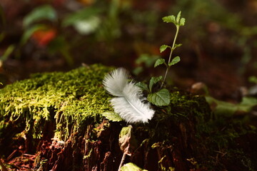 Kunst im Wald