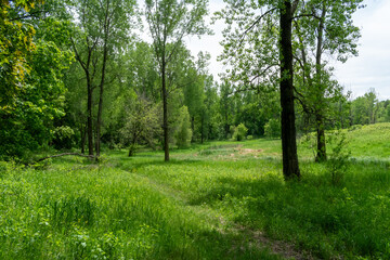 A walking path to the horizon in a local state park surrounded by lush greenery.