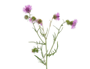 Fototapeta premium Purple milk thistle plant isolated on white background, Galactites tomentosus