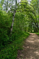 Fototapeta premium A walking path to the horizon in a local state park surrounded by lush greenery.