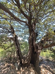 Obraz premium Alter hohler Baum
