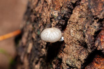 Close up view. White mushroom is small. Emerging from the bark of the tree to receive sunlight in the morning.