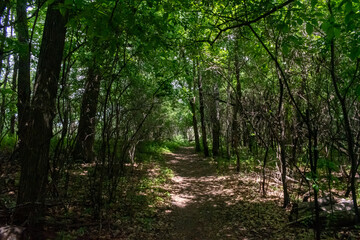 A walking path to the horizon in a local state park surrounded by lush greenery.