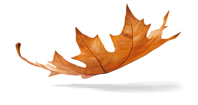 Falling wood autumn leaf, full body, on a transparent background