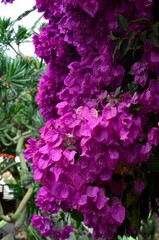 Santa Cruz de Tenerife park (Parque García Sanabria)