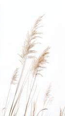 Naklejka premium Golden pampas grass on white background, minimalistic nature concept