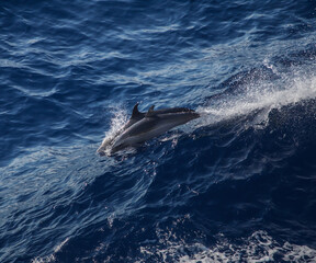 Dolphin Leap
