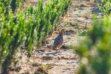 a grey partridge in the field