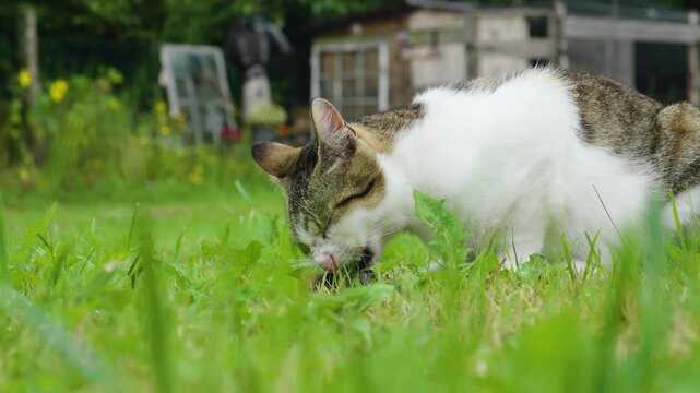 Cat eating a mouse in the backyard