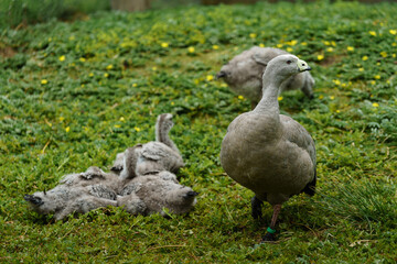 Cape Barren Goose with little ones
