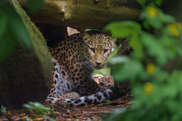 Portrait of Persian leopard in zoo