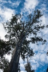 Giant tree in Mount Field National Park, Tasmania, Australia. Huge tree against a partially cloudy sky. 