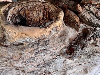 The texture of the bark of an old tree. Texture of old tree stump. Abstract background and texture for design. Close-up.