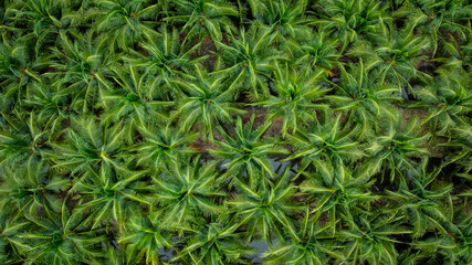 Aerial view Palms or Coconuts tree plantation