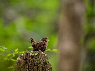 森の中で枯れ木に留まってさえずるミソサザイ