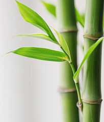 Fototapeta premium Background with green bamboo, close-up