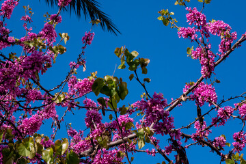 Close-Up View of a Judas Tree in Full Bloom