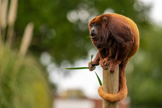 Red Howler Monkey at the Yorkshire Wildlife Park Zoo in Doncaster England UK with blurred background.