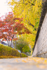 A peaceful walkway in Jeonju Hanok Village, adorned with a traditional Korean stone wall and vibrant autumn leaves in yellow and red, exudes cultural charm.