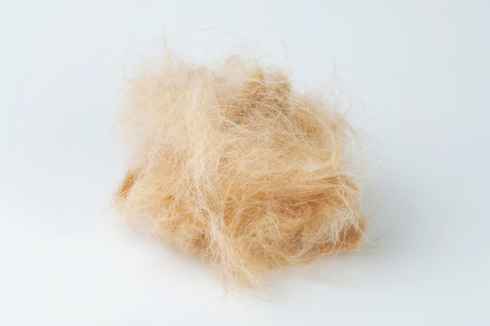 Brown labrador hair ball