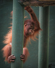 Borneo orangutans ( pongo pygmaeus) © badrudin
